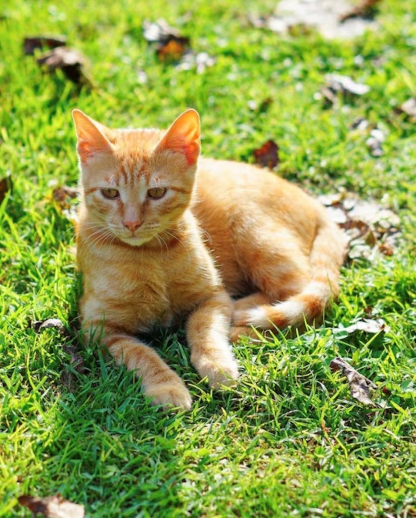 Cat laying in the grass on our Veterinary Ownership Development page